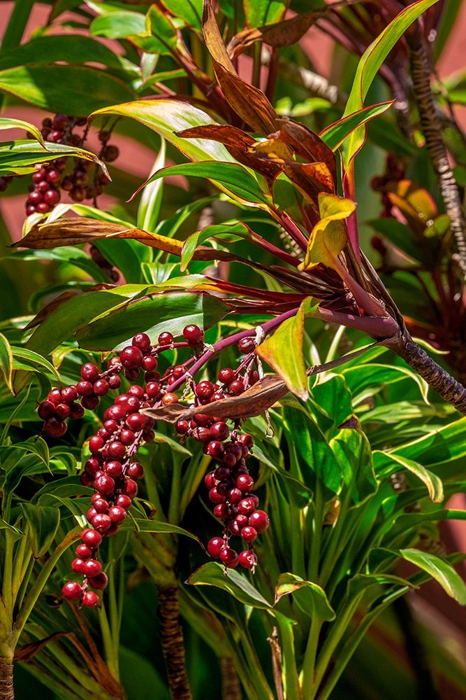Ti Plant berries